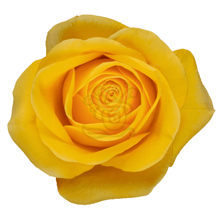 Brighton Roses Yellow