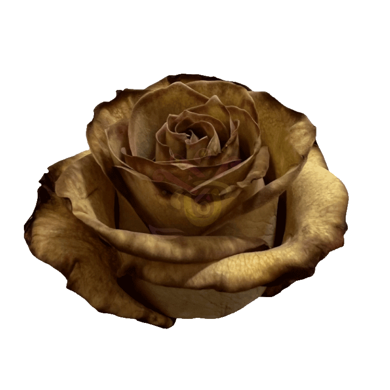 Brown Leaf Tinted Roses 2