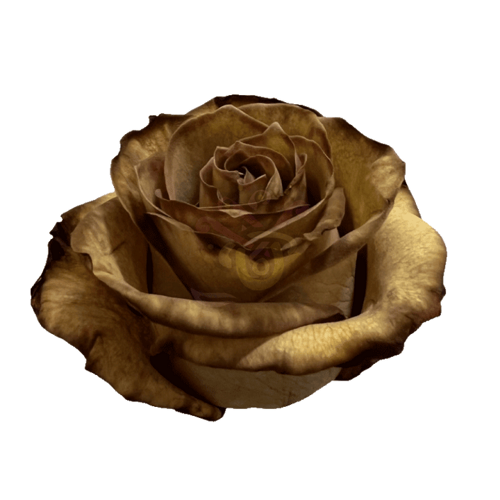 Brown Leaf Tinted Roses 2