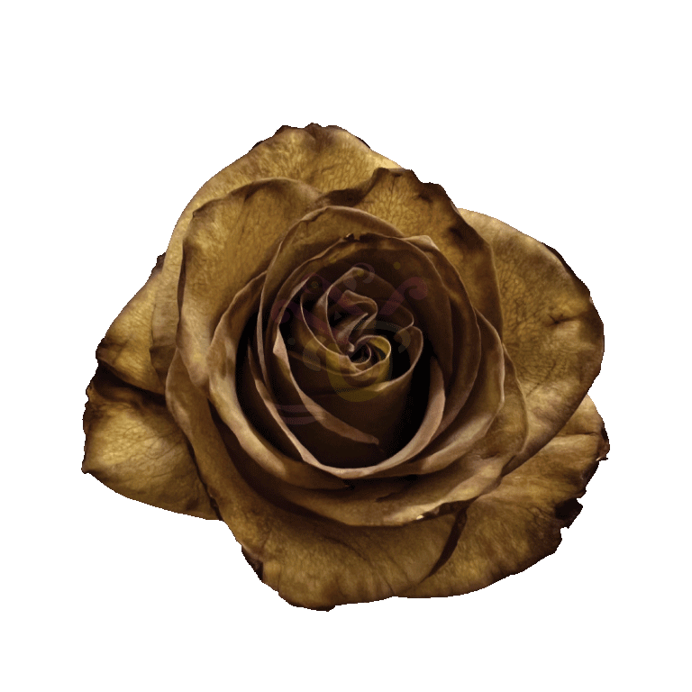 Brown Leaf Tinted Roses