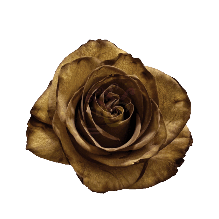 Brown Leaf Tinted Roses