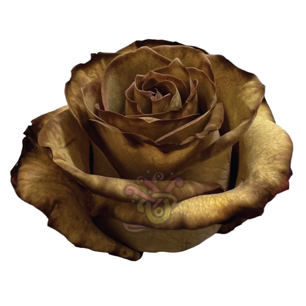 Brown Leaf Tinted Roses • Asiri Blooms