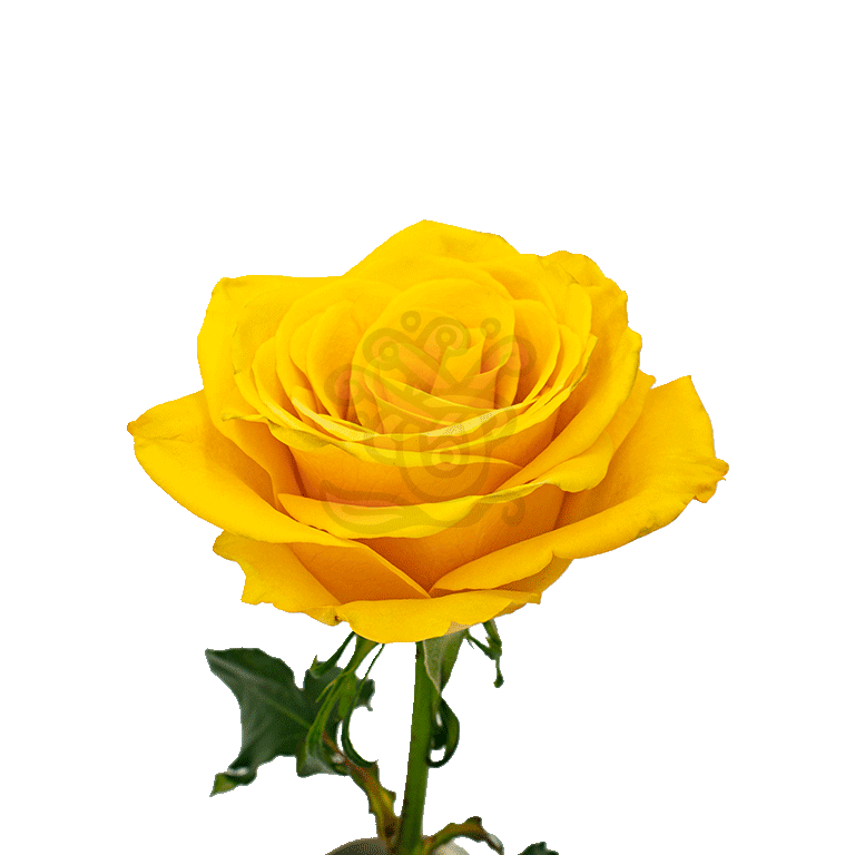 Bumblebee Roses Yellow 2
