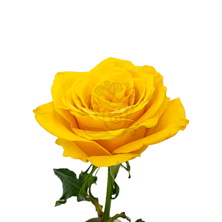 Bumblebee Roses Yellow 2