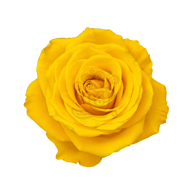 Bumblebee Roses Yellow 3