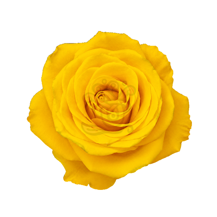 Bumblebee Roses Yellow 3