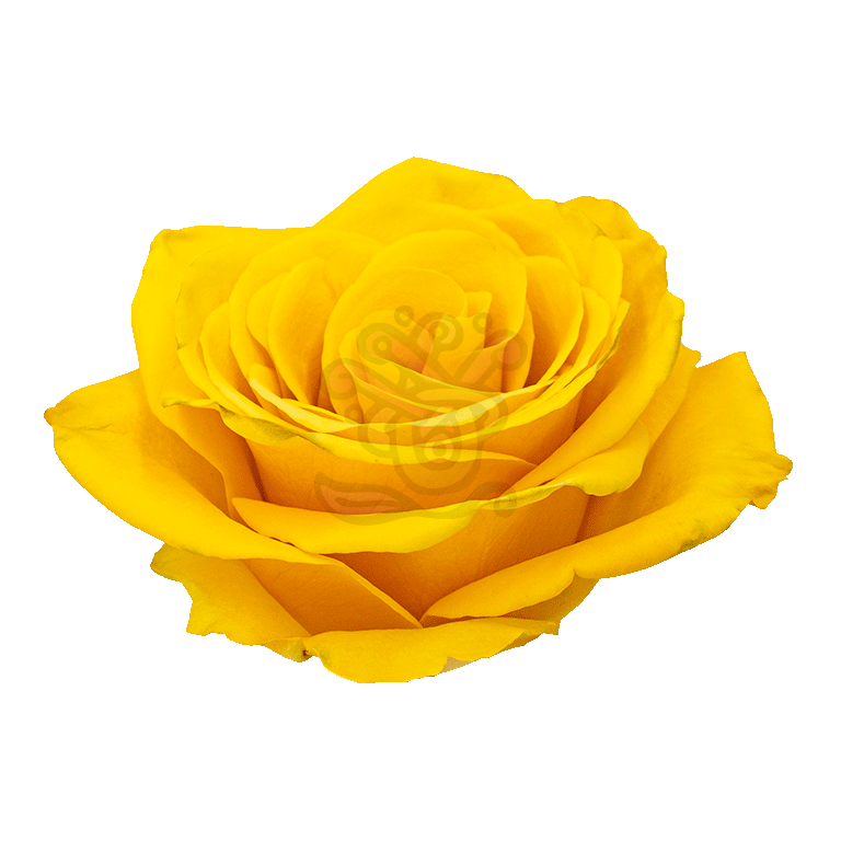 Bumblebee Roses Yellow