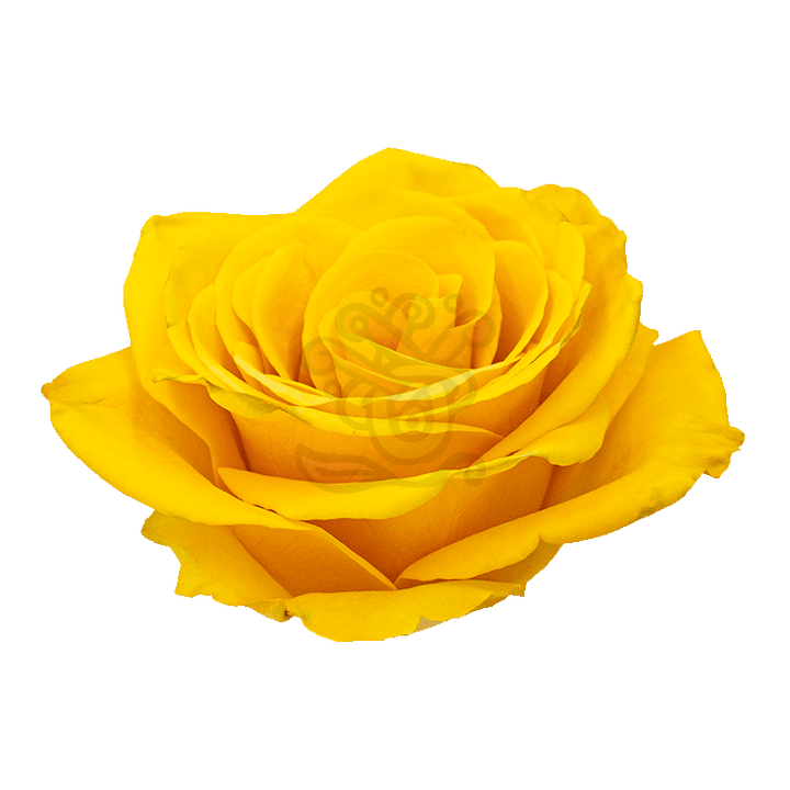 Bumblebee Roses Yellow