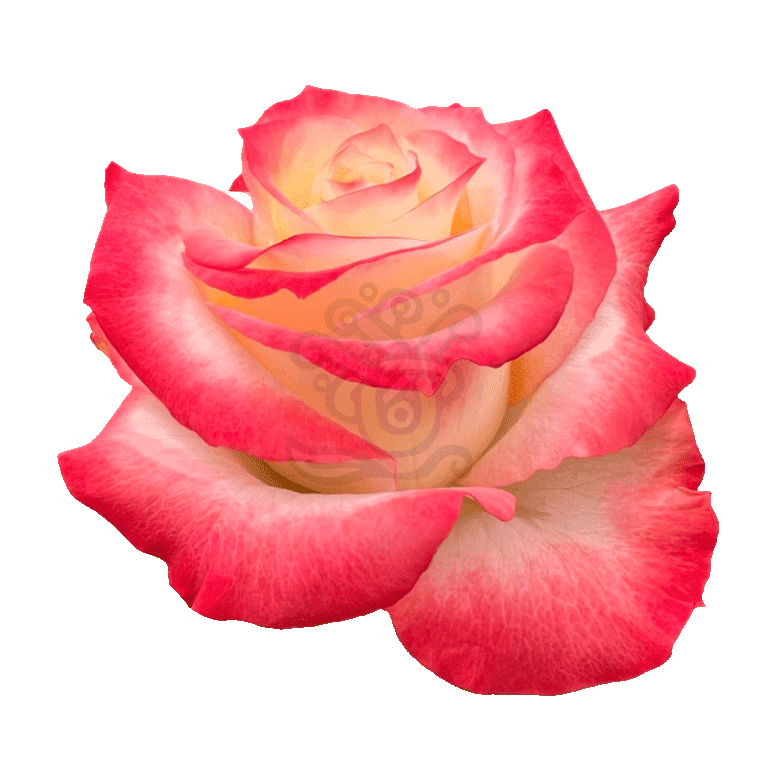 Cabaret Roses Bicolored 2