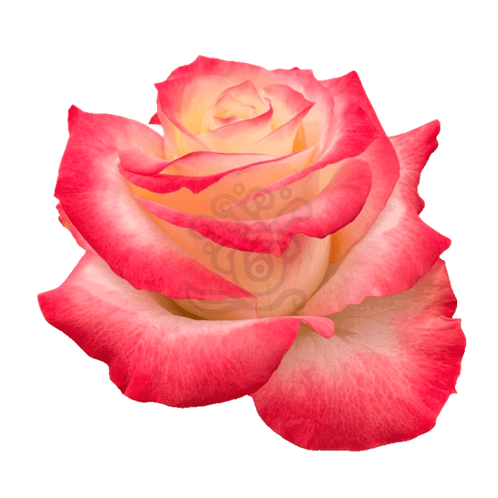 Cabaret Roses Bicolored 2