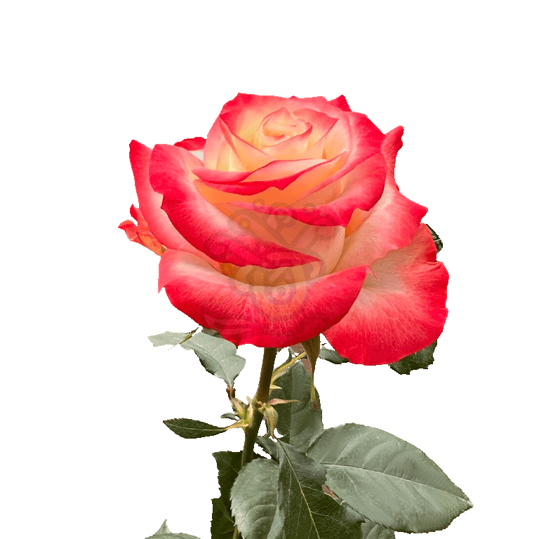 Cabaret Roses Bicolored 3