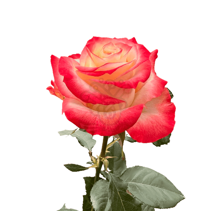 Cabaret Roses Bicolored 3