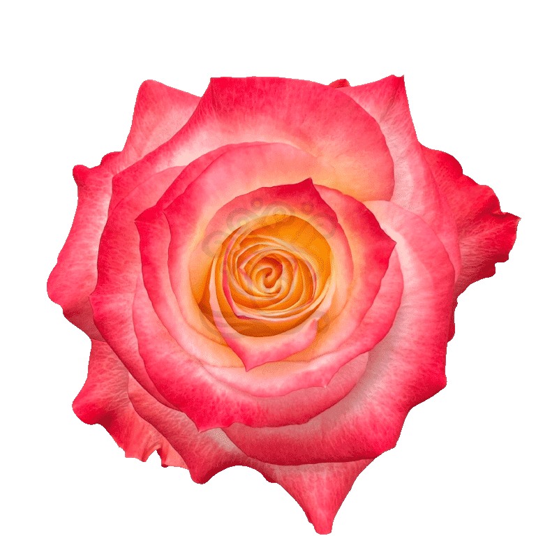 Cabaret Roses Bicolored