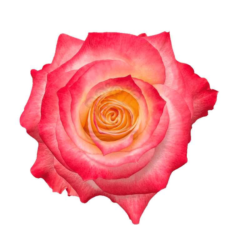 Cabaret Roses Bicolored