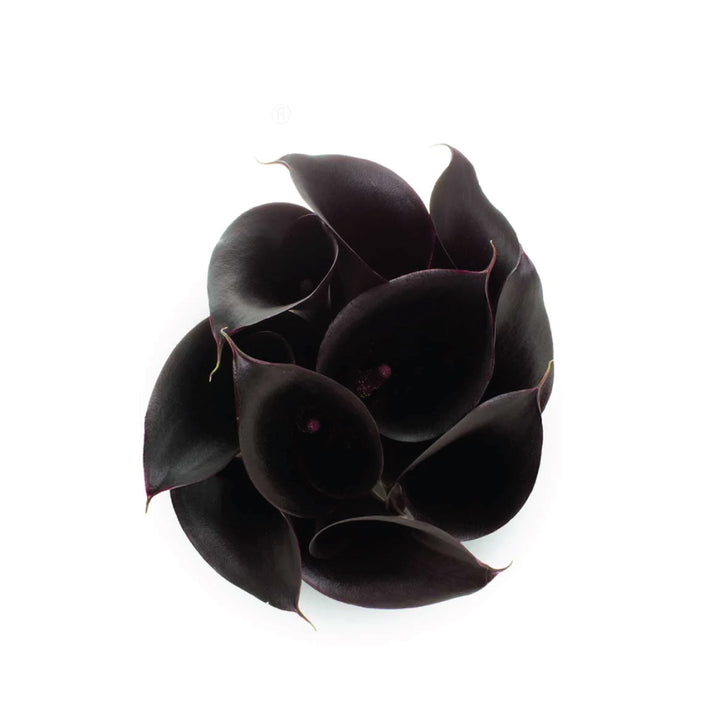 Black Forest Calla Lilies • Asiri Blooms