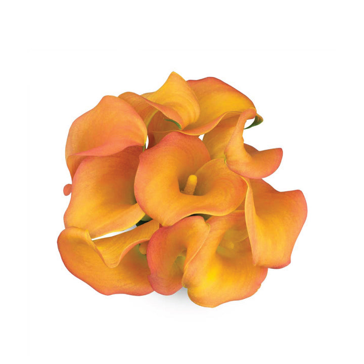 Orange Mango Calla Lilies • Asiri Blooms