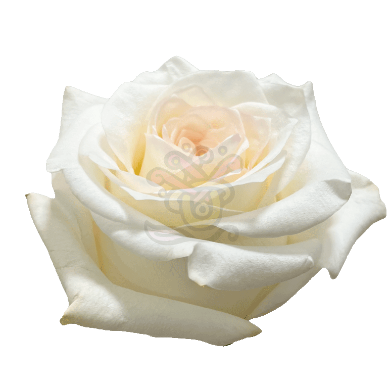 Candlelight Roses Cream 2