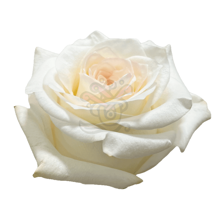 Candlelight Roses Cream 2