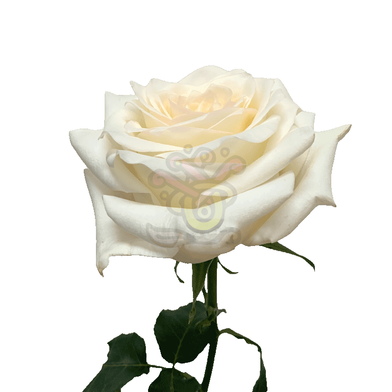 Candlelight Roses Cream 3