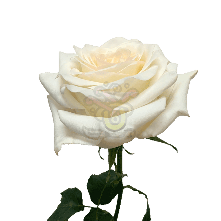 Candlelight Roses Cream 3