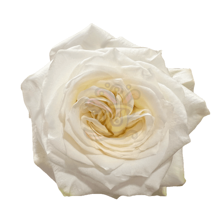 Candlelight Roses Cream