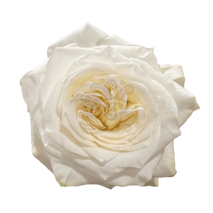 Candlelight Roses Cream