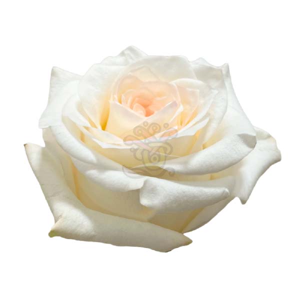 Candlelight rose head in cream, grown in Ecuador by Asiri Blooms