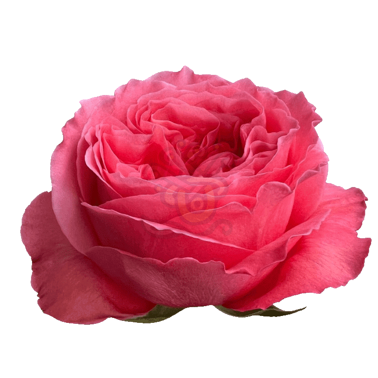 Candy Xpression Roses Pink 2