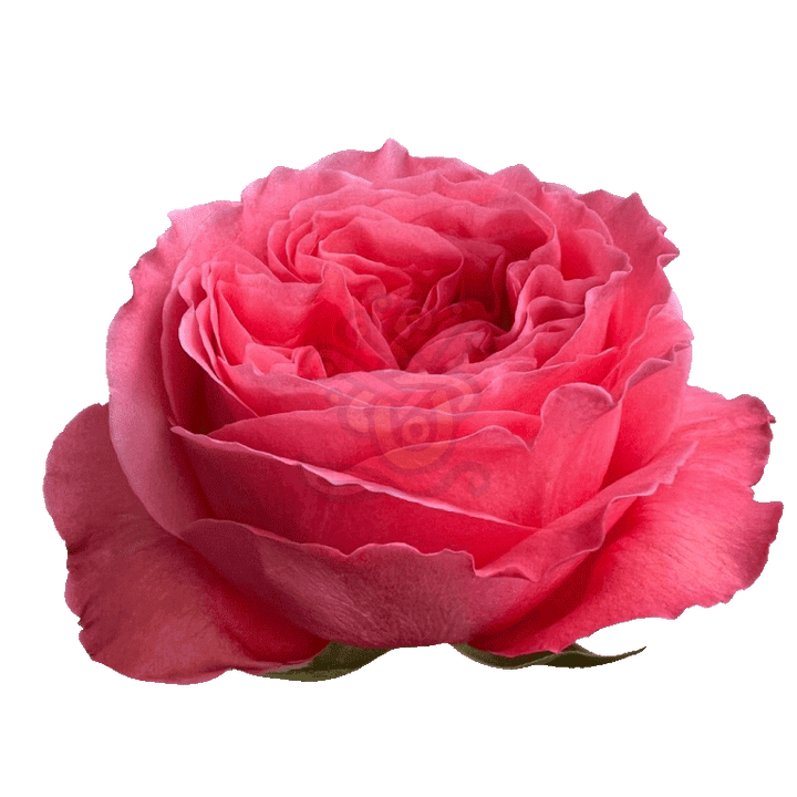 Candy Xpression Roses Pink 2
