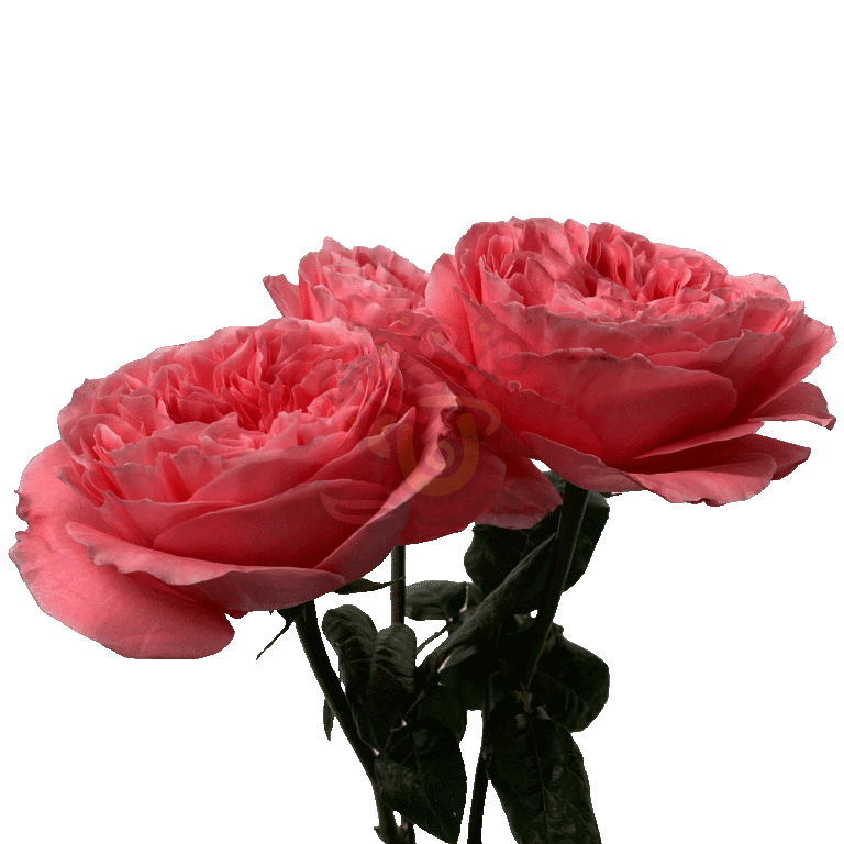 Candy Xpression Roses Pink 3