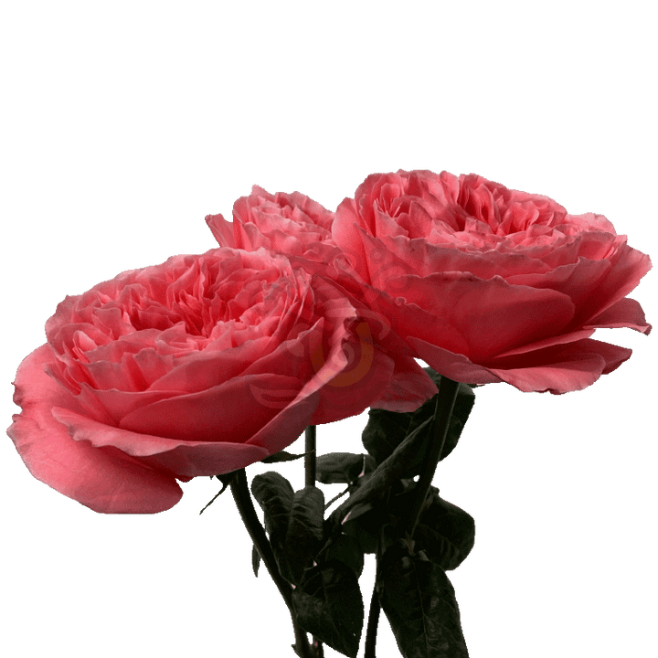 Candy Xpression Roses Pink 3