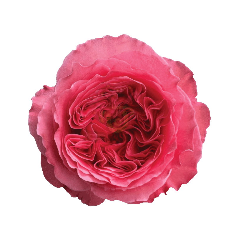 Candy Xpression Roses Pink