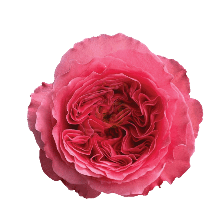 Candy Xpression Roses Pink