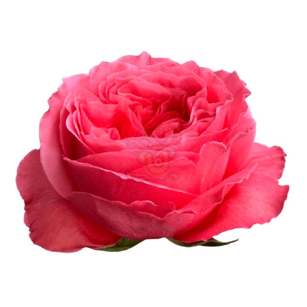 Candy Xpression garden rose head in hot pink, grown in Ecuador by Asiri Blooms
