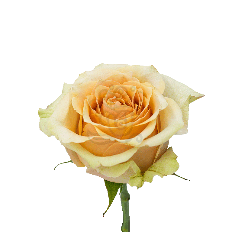 Caramel Macchiato Roses Peach 2