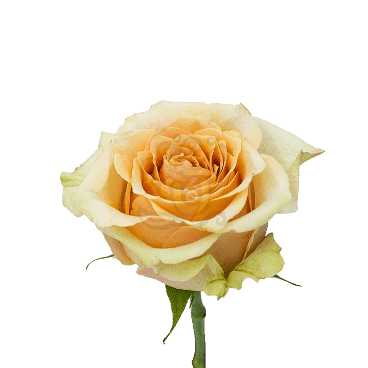 Caramel Macchiato Roses Peach 2
