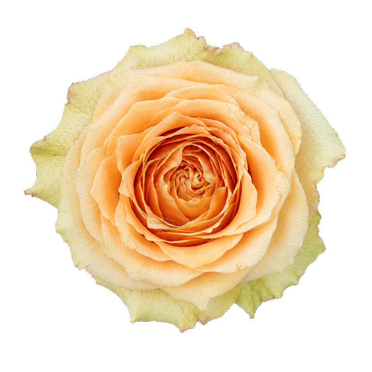 Caramel Macchiato Roses Peach 3