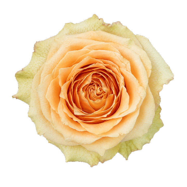 Caramel Macchiato Roses Peach 3