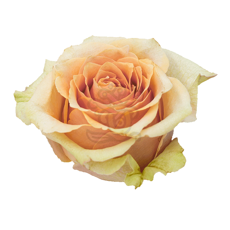 Caramel Macchiato Roses Peach