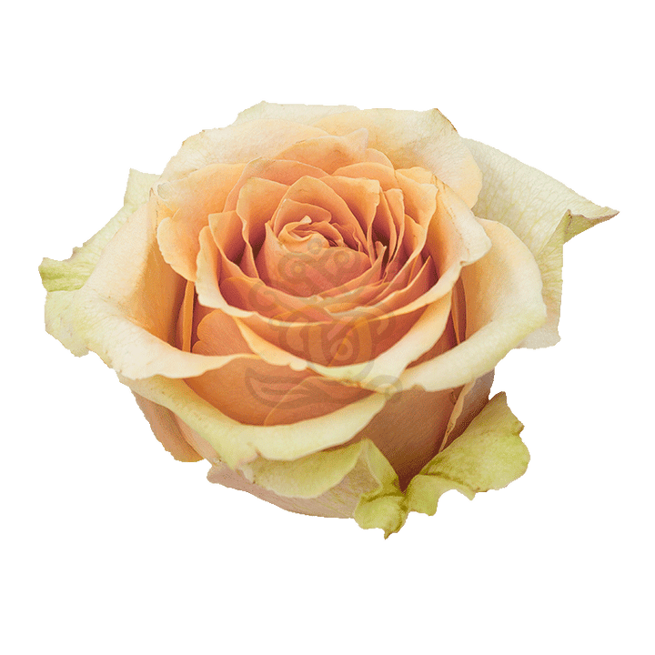 Caramel Macchiato Roses Peach