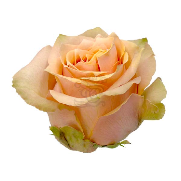 Caramel Macchiato garden rose head in caramel cream with peach and green tones, grown in Ecuador by Asiri Blooms