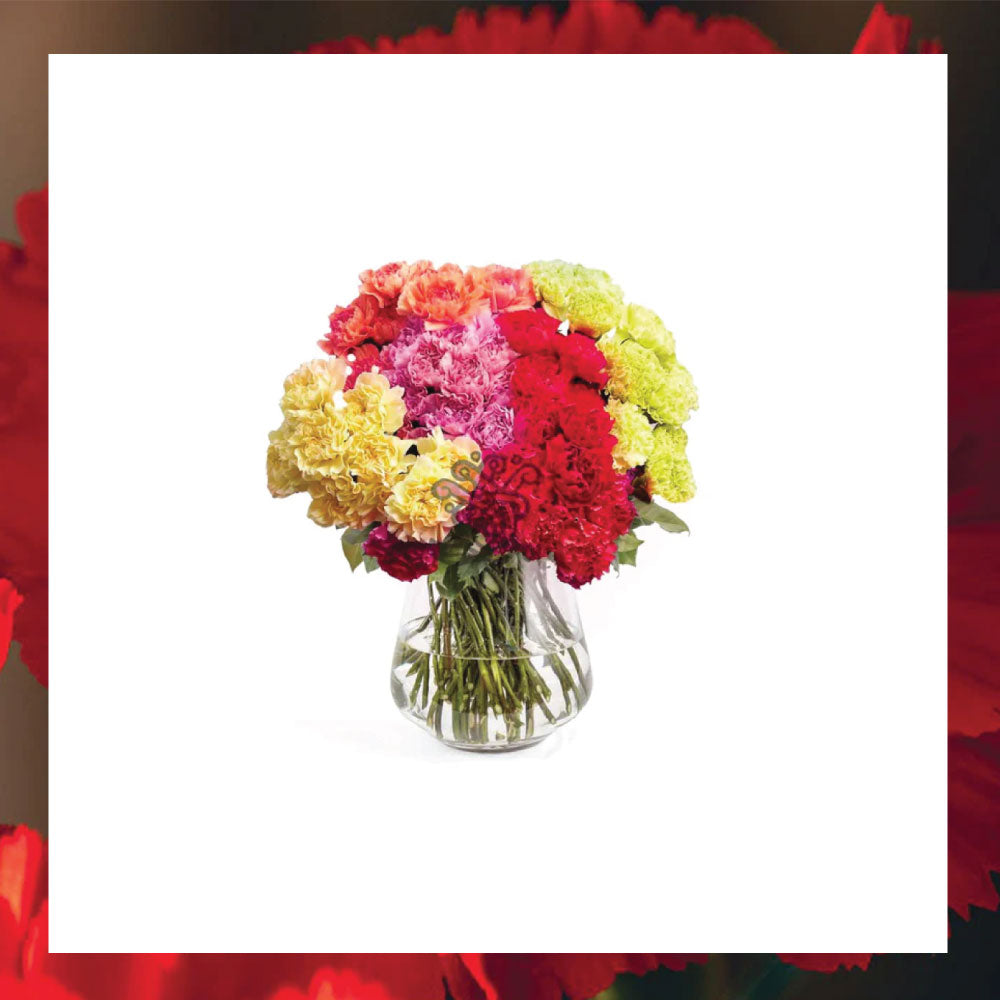 Carnations | Asiri Blooms | Bulk Flowers