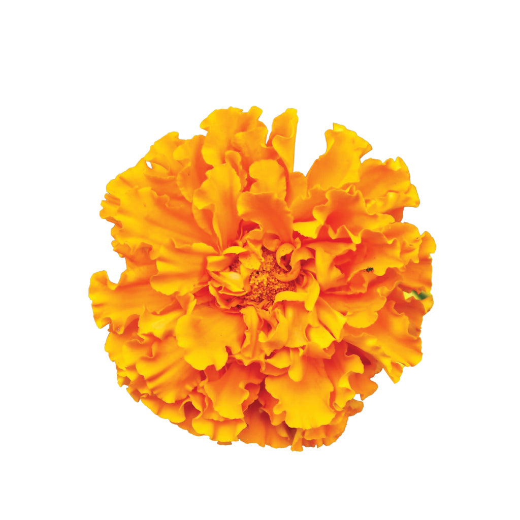 Carnations Orange • Asiri Blooms