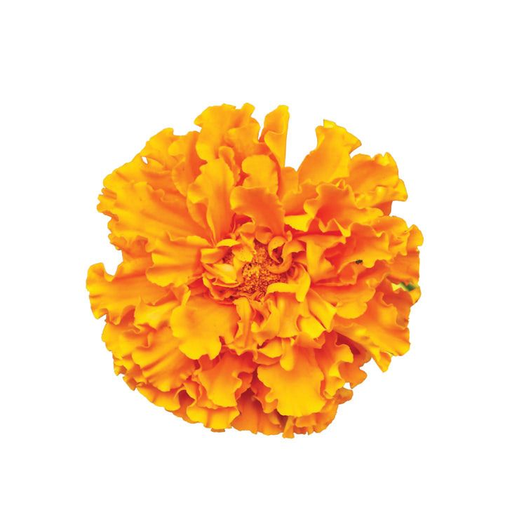 Carnations Orange • Asiri Blooms • Bulk Flowers