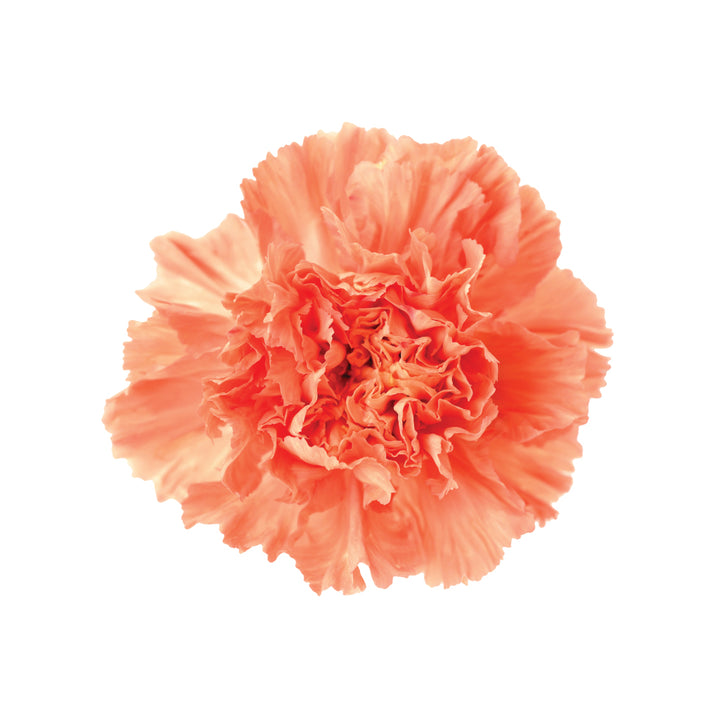 Carnations Peach • Asiri Blooms • Bulk Flowers
