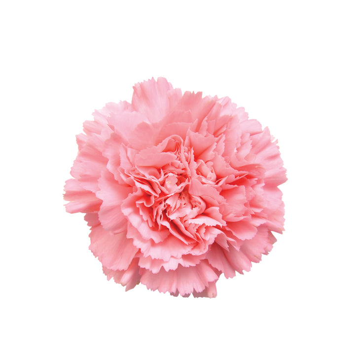 Carnations Pink • Asiri Blooms • Bulk Flowers