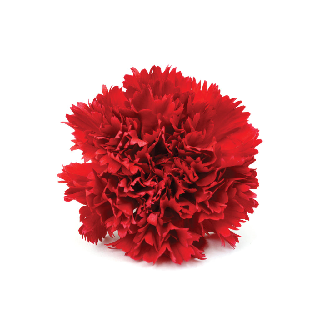 Carnations Red • Asiri Blooms • Bulk Flowers