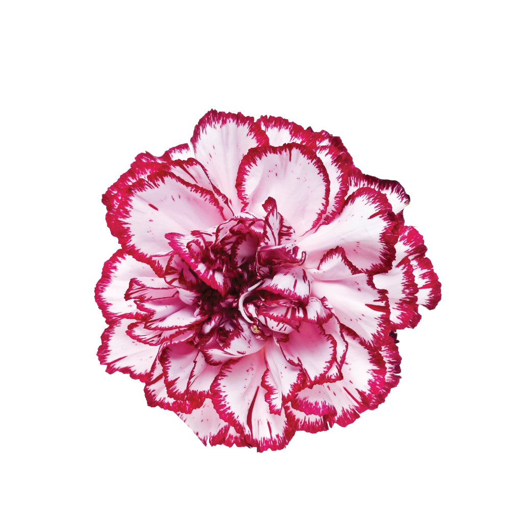 Carnations White Pink • Asiri Blooms