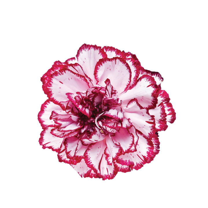 Carnations White Pink • Asiri Blooms • Bulk Flowers