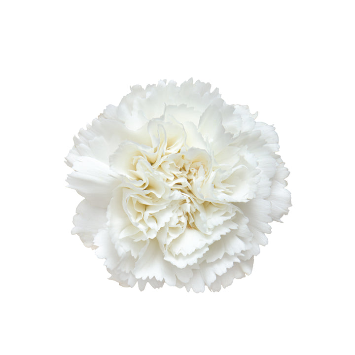 Carnations White • Asiri Blooms
